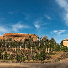 Prestigefyllt tillskott för Spring Wine & Spirits – inleder samarbete med vinproducenten Piccini