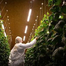 Greenfood och Agtira ökar gurkproduktionen i norra Sverige – ny vertikalodling förser konsumenter med grönsaker lokalt och effektivt, året om