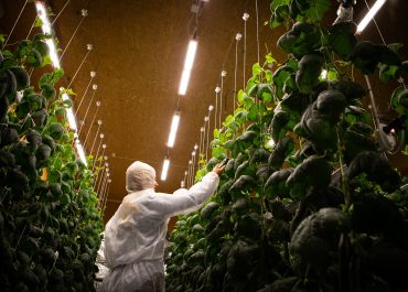 Greenfood och Agtira ökar gurkproduktionen i norra Sverige - ny vertikalodling förser konsumenter med grönsaker lokalt och effektivt, året om