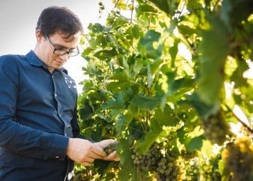 Vinhuset Leth lanserar ny årgång i toppkvalitet - trots extrema väderutmaningar