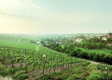 Robert Weil Kiedrich Turmberg Riesling Trocken