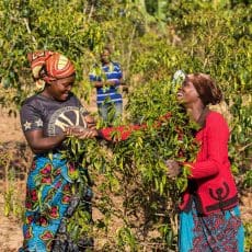 25 år av stöd till småskaliga kaffeodlare