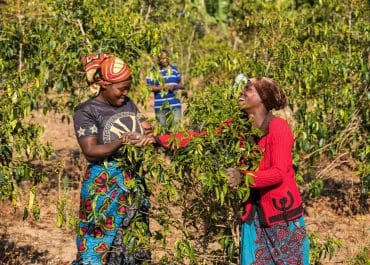 25 år av stöd till småskaliga kaffeodlare