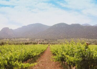 Carchelo 2024, Montastrell och Garnacha i perfekt balans